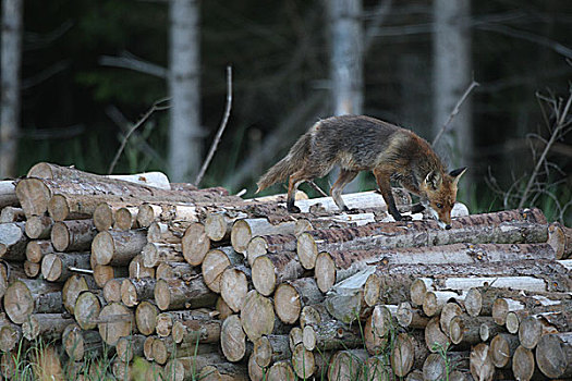 红狐,湿,早晨,露珠,堆,木头,边缘,树林,巴伐利亚,德国,欧洲