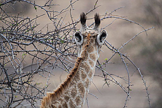 长颈鹿,头像,后视图,马沙图禁猎区,博茨瓦纳,非洲