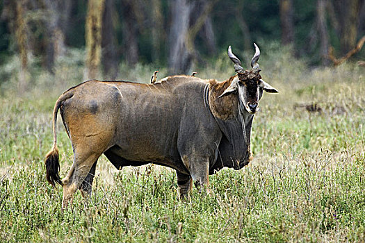 巨大,大羚羊,捻角羚,马赛马拉,肯尼亚