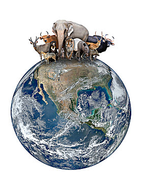 群,亚洲,动物,星球,地球