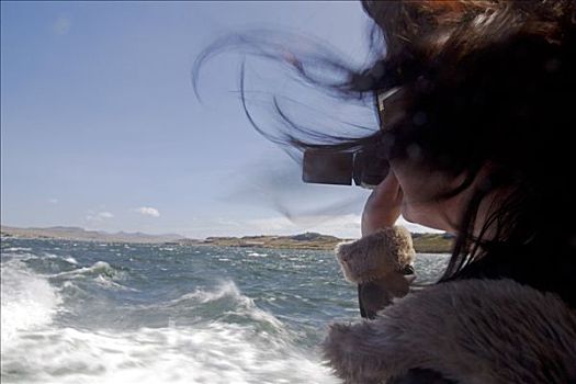 福克兰群岛,游客,拍摄,离开,乘坐,游轮,娇柔,船