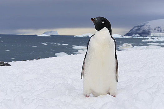 阿德利企鹅,冰山,布朗布拉夫,南极半岛,南极