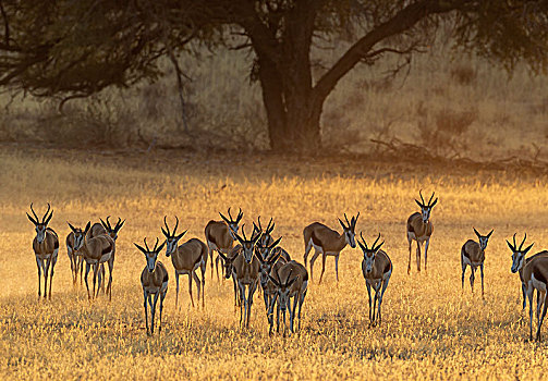 牧群,跳羚,早晨,干燥,河床,卡拉哈里沙漠,卡拉哈迪大羚羊国家公园,南非,非洲
