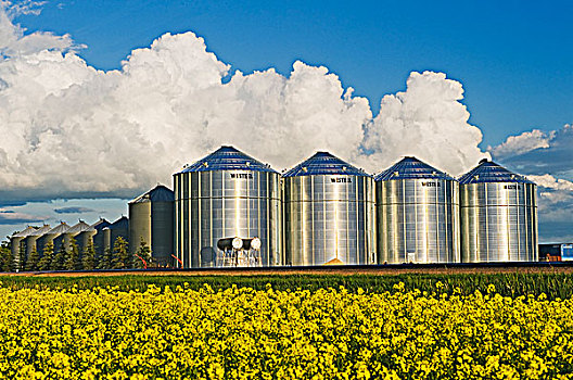 盛开,油菜,谷物,积雨云,云,背景,曼尼托巴,加拿大