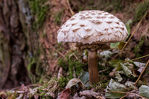 伞,蘑菇,高环柄菇,萨克森安哈尔特,德国,欧洲