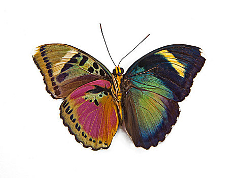 普通,粉色,蝴蝶,对比,下面,翼