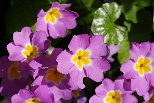 小,紫花,花园,特写