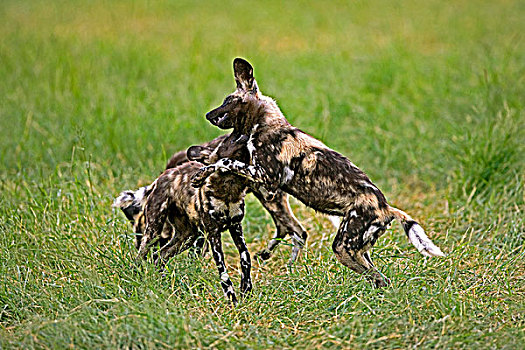 非洲野狗,非洲野犬属,一对,玩,纳米比亚