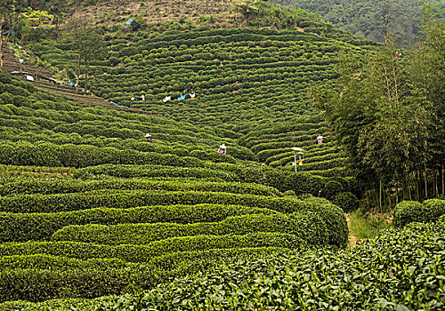 龙坞茶园