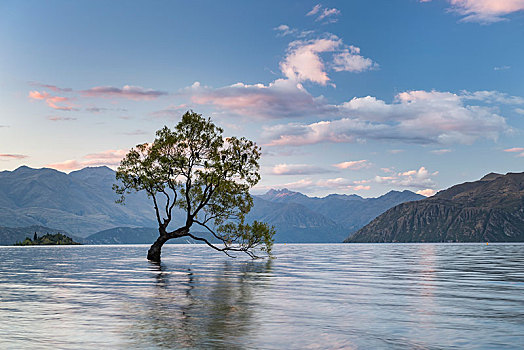 孤树,站在水中,瓦纳卡,湖,树,湾,奥塔哥,南岛,新西兰,大洋洲