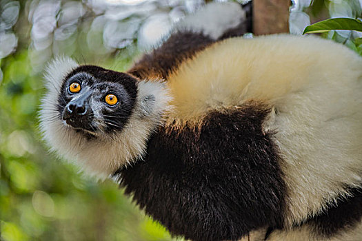 madagascarlemur马达加斯加狐猴