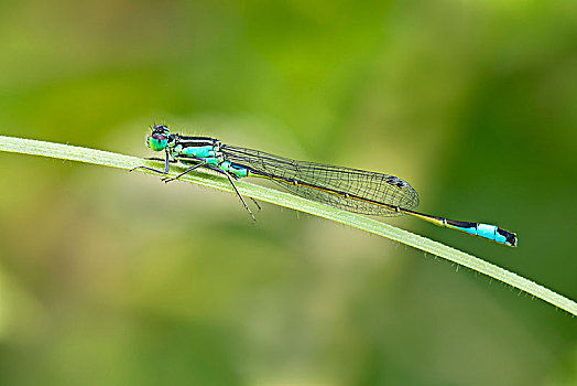 蓝尾蜻蛉,长叶异痣蟌,布尔根兰,奥地利,欧洲