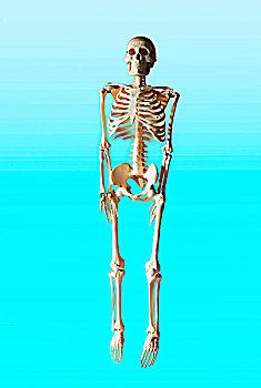 特写,模型,人体骨骼