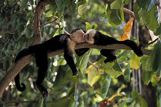 哥斯达黎加,国家公园,雨林,猴子,幼仔,玩