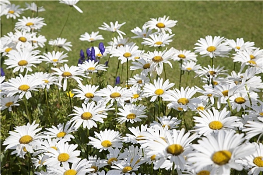 春黄菊属,白花,绿色,草坪