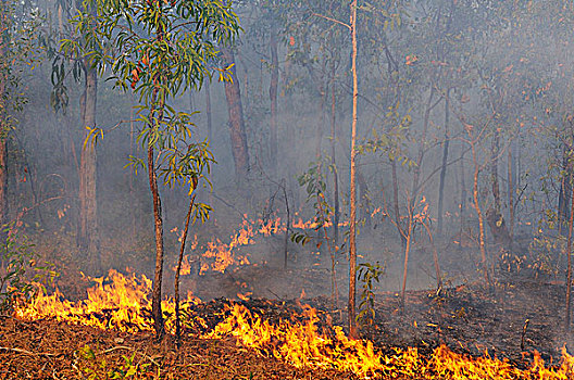 火,灌木,干燥,季节,北领地州,澳大利亚