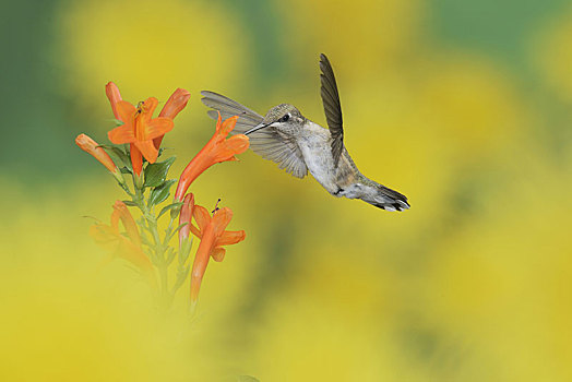 蜂鸟,雌性,飞行,进食,金银花,花,丘陵地区,德克萨斯,美国,北美