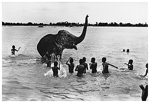 野生,大象,安静,孟加拉,驯服,人,长寿,看象人,许多,故事