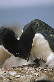 阿德利企鹅,父母,上方,幼禽,角塔,乔治王岛,南设得兰群岛