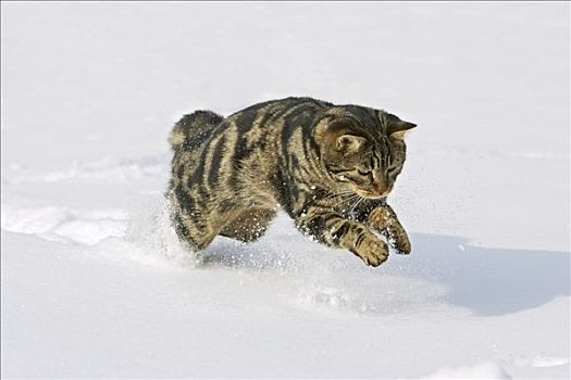 家猫,突袭,雪中,德国