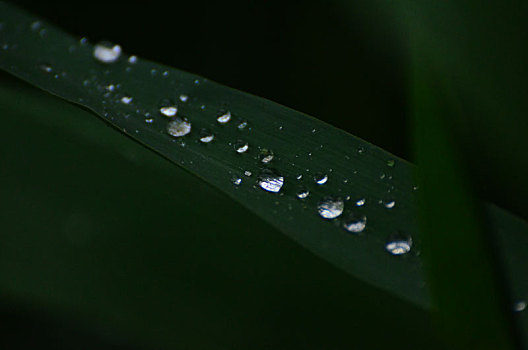 芦苇细雨润无声