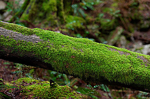 苔藓,枯木,树林,省立公园,不列颠哥伦比亚省,加拿大