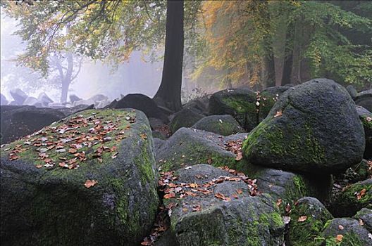 石头,树林,奥登瓦尔德,黑森州,德国