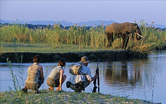 赞比亚,赞比西河下游国家公园,游戏,走,岛屿,赞比西河,大象