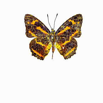 斑豹盛蛱蝶蝴蝶标本