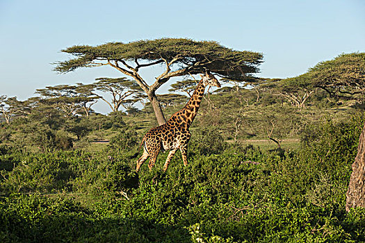风景,直立,成年,马赛长颈鹿,走,绿色,灌木,金合欢树