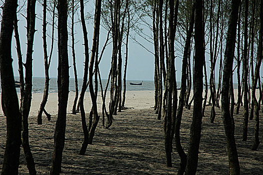 海滩,岛屿,孟加拉,四月,2006年