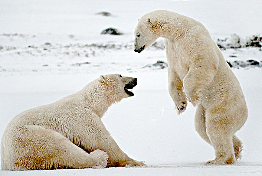 北极熊,打斗,丘吉尔市,曼尼托巴,加拿大