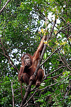猩猩,年轻,攀登,树,沙巴,婆罗洲,马来西亚,亚洲