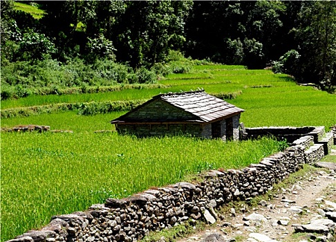 稻田,乡村,喜玛拉雅,风景
