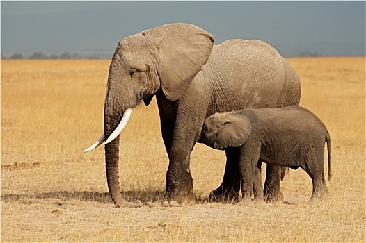 非洲象,幼兽