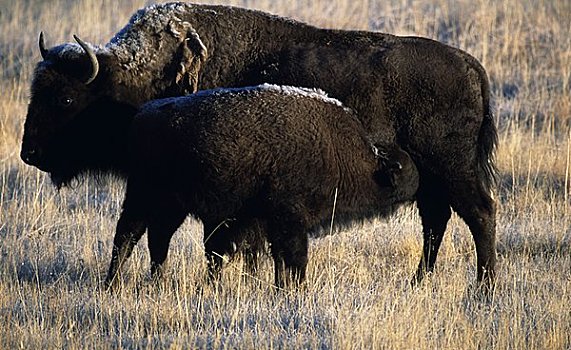 雌性,美洲野牛,野牛,喂食,幼兽,黄石国家公园,怀俄明,美国