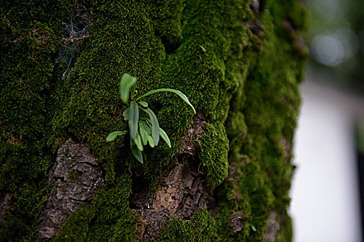 苔藓植物