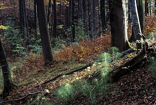 秋天,混交林,木贼属植物,德国