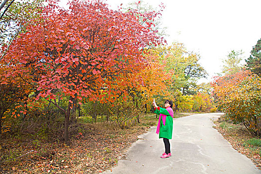北戴河,红叶,秋天,炫,联峰山0022