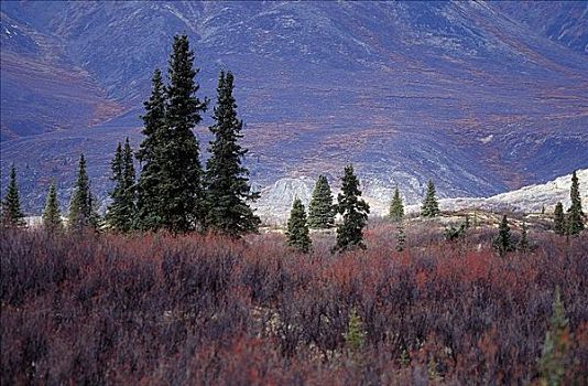 秋景,冷杉,托奇那山地区,风景,俯瞰,兰格尔,阿拉斯加,美国,世界遗产