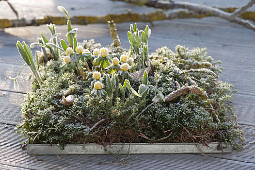 雪花属植物,白霜