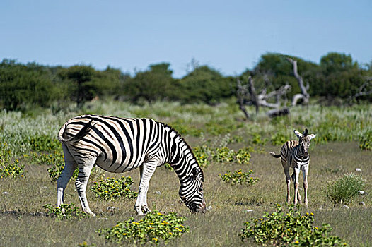 斑马,母马,小马,埃托沙国家公园,纳米比亚,非洲
