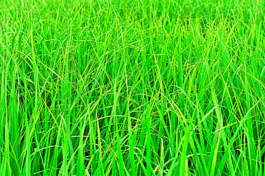 夏天绿色的小草