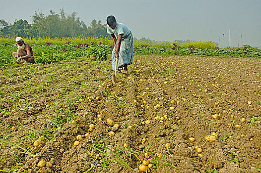 孟加拉,农工,收获,土豆,地点,十二月,2007年