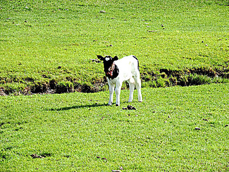 草原上的小牛犊