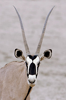 南非大羚羊,羚羊,头像,卡拉哈迪大羚羊国家公园