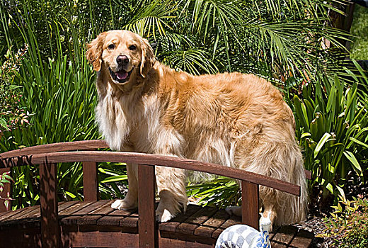 金毛猎犬,站立,木桥,花园