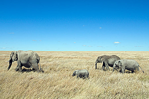 国家公园,坦桑尼亚,非洲