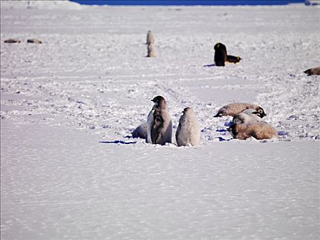 帝企鹅,生物群,华盛顿,罗斯海,南极