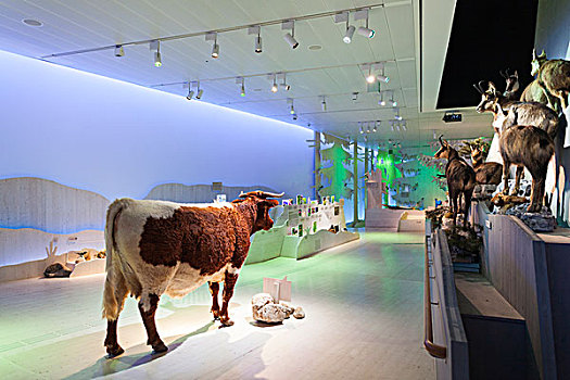 德国,巴伐利亚,博物馆,室内,母牛